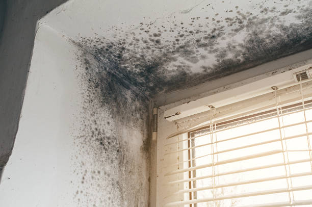 Affordable Basement Mold Removal solutions in The Plains, VA