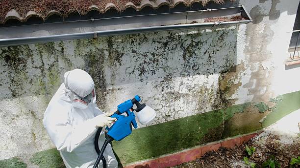 Top rated local Basement Mold Removal specialists in The Plains, VA